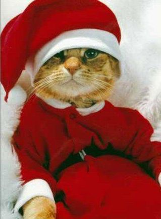 xmas-cat.jpg