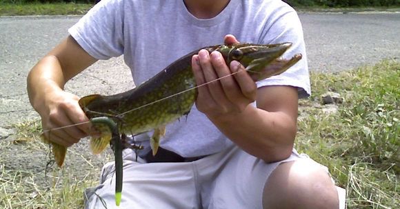 crop pickerel.jpg