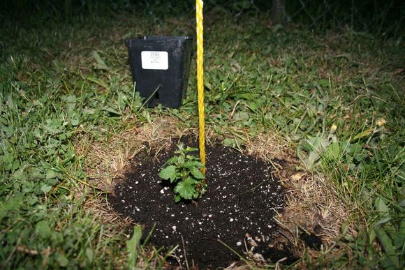 MtHood_plant.jpg