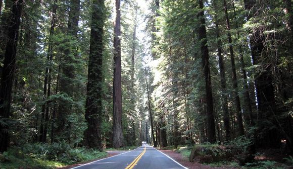 09 redwoods highway.jpg