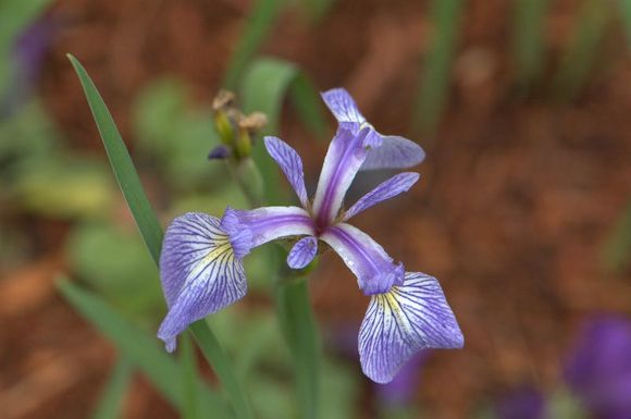 critters 263.jpg