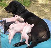 Dog Feeding Piglets