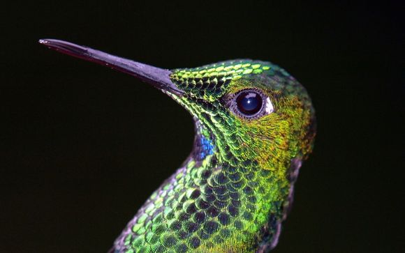 Costa Rica 2009 1442.jpg