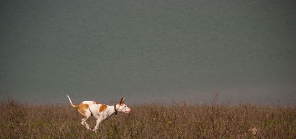 hunting -1.jpg
