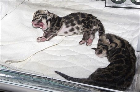 National Zoo Clouded Leopards