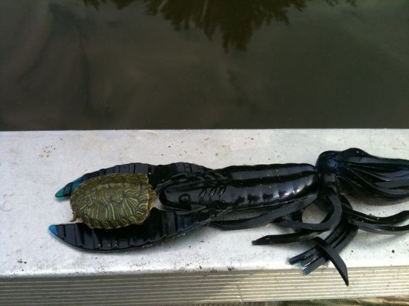 cooper turtle.jpg
