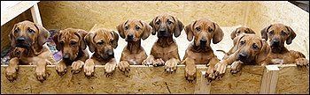 Rhodesian Ridgeback puppies.jpg