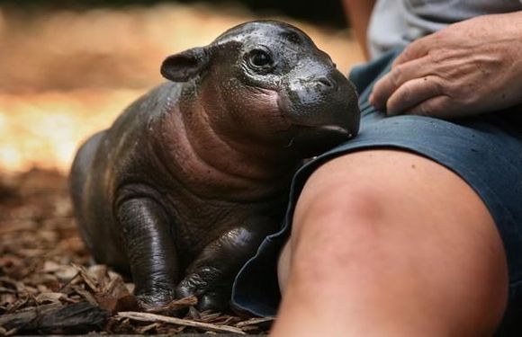 babby hippo