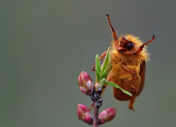 bugtongue