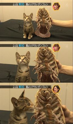Cat Bug