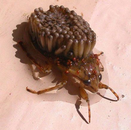 Eek Bug