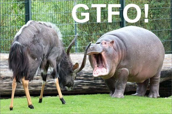 gtfo