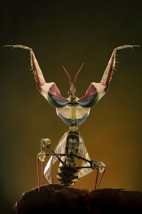 mantis