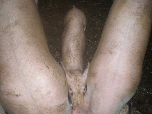 porkse