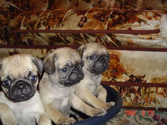 pugpups.jpg