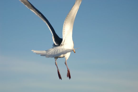 DSC_0063.JPG