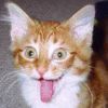 pussy1.jpg