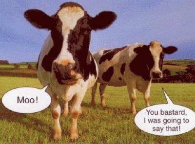 funny_moo.jpg