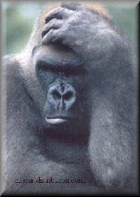 Gorilla-Depressed200.jpg