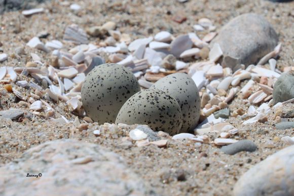 Three plover eggs. When I went by the first time there were only two eggs.  Mom to be was busy as now there are three
