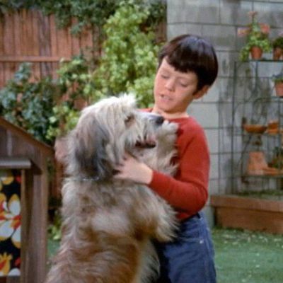 Tiger from the Brady Bunch