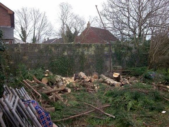 Tree Cutting