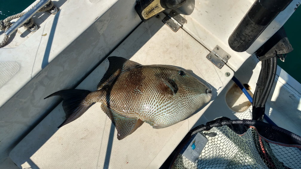 Trigger Fish - The Hull Truth - Boating and Fishing Forum