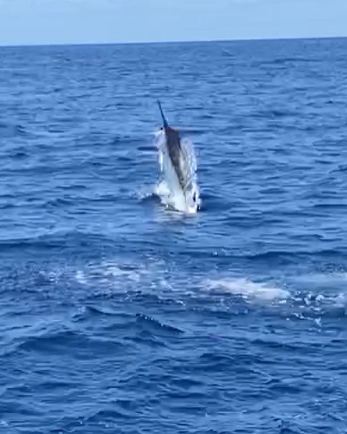 Spanish Mackerel rigs for Blue Marlin - The Hull Truth - Boating