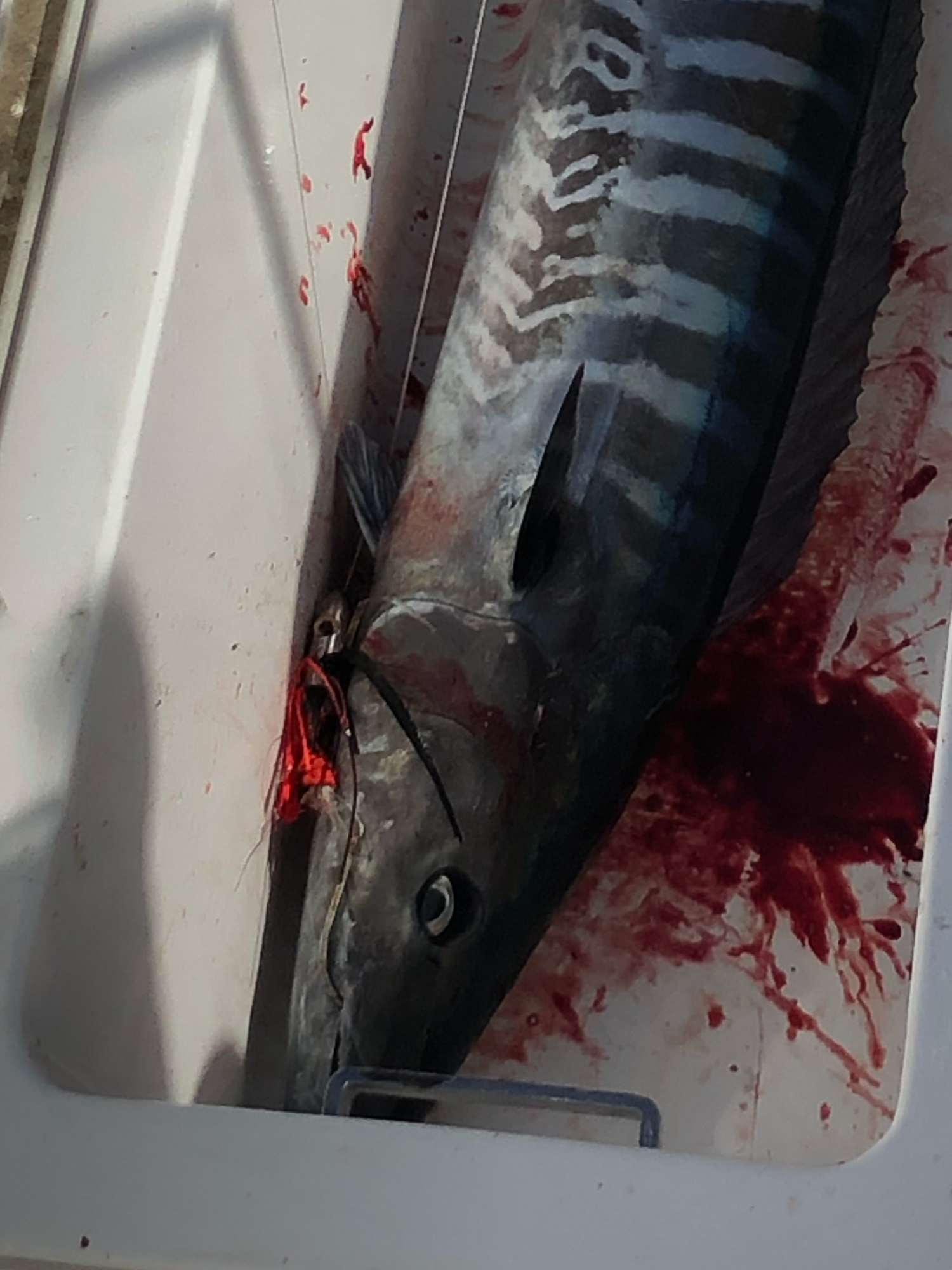 High Speed Wahoo Lures Rigged lot 2 - The Hull Truth - Boating and