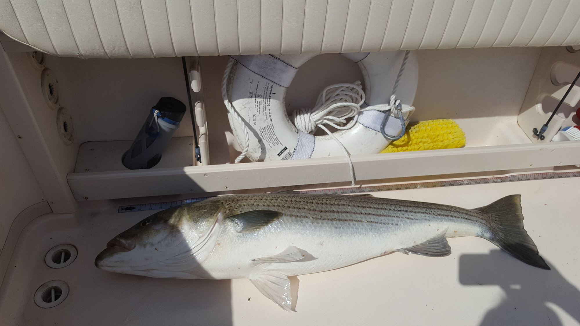 Catching Striped Bass on Tandem Mojo's with lots of laughs on 34