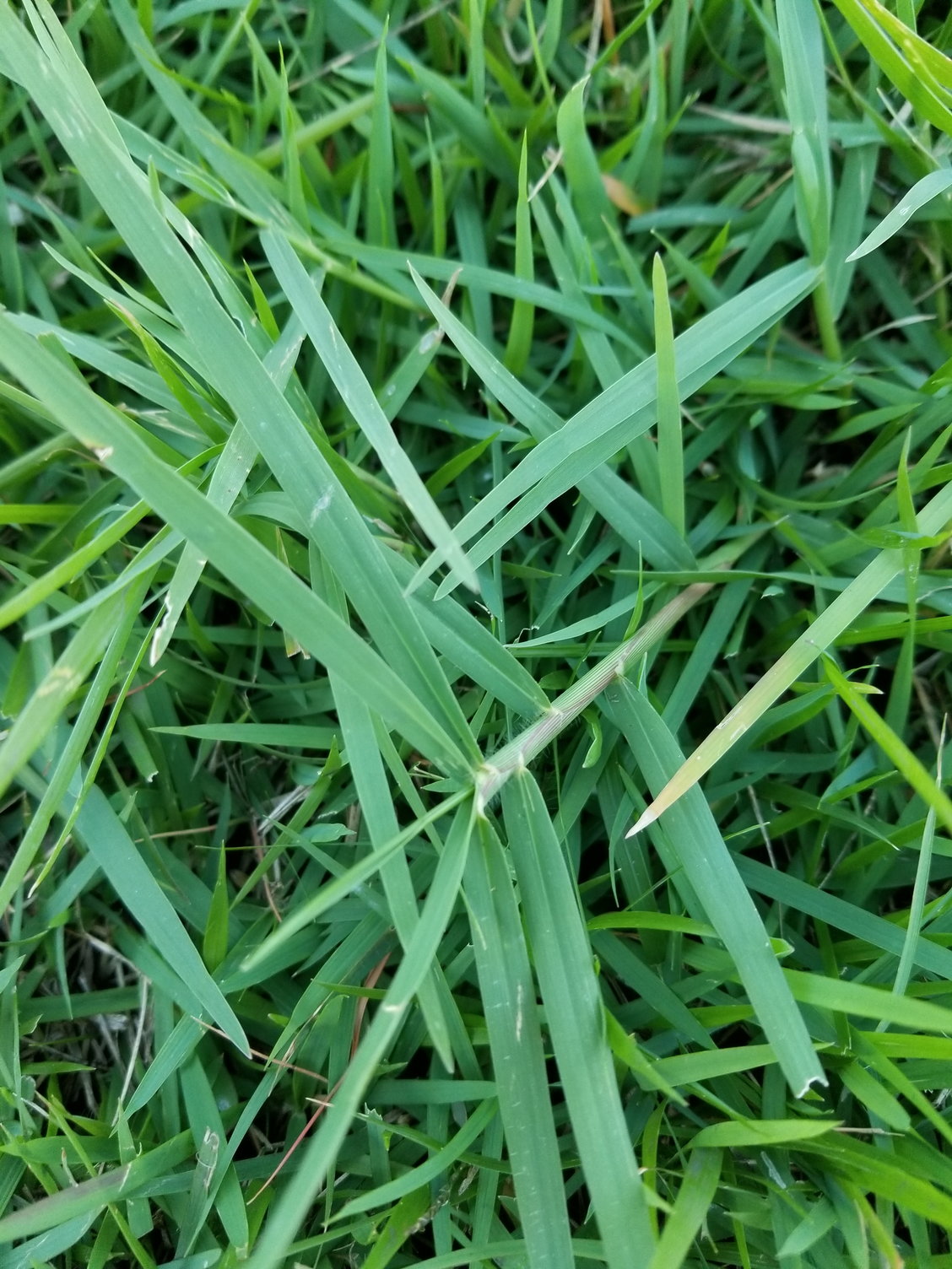 Types Of Lawn Grasses Identification