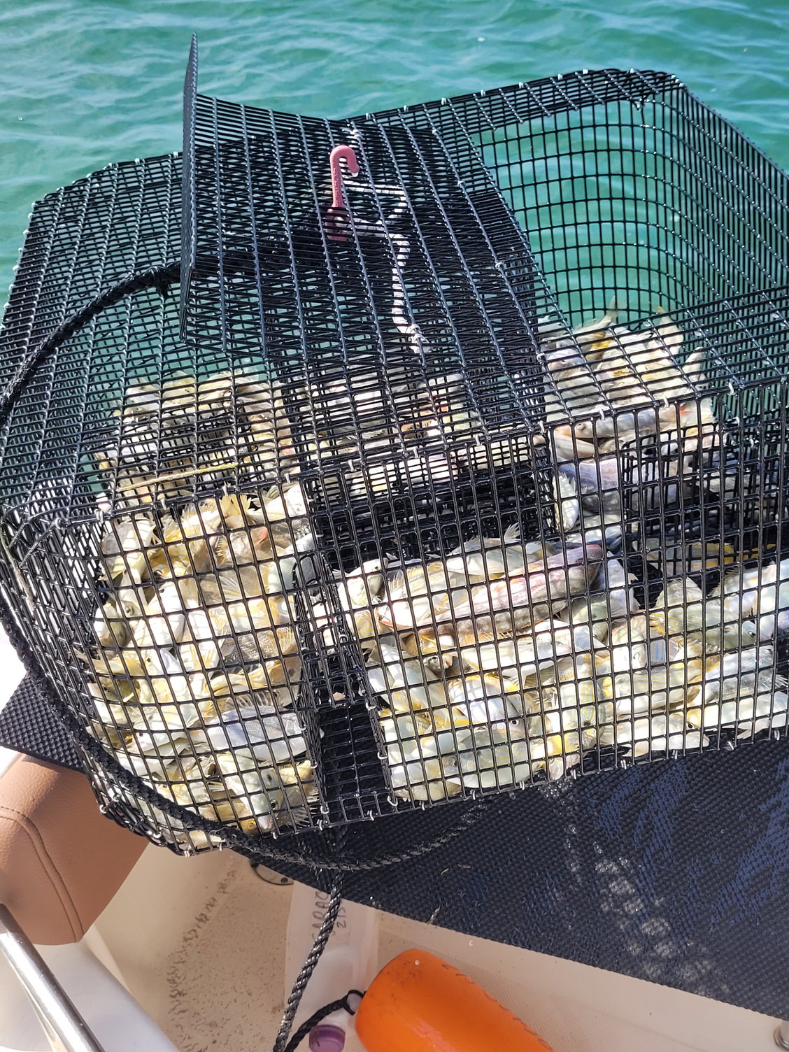 Pinfish Trap - The Hull Truth - Boating and Fishing Forum