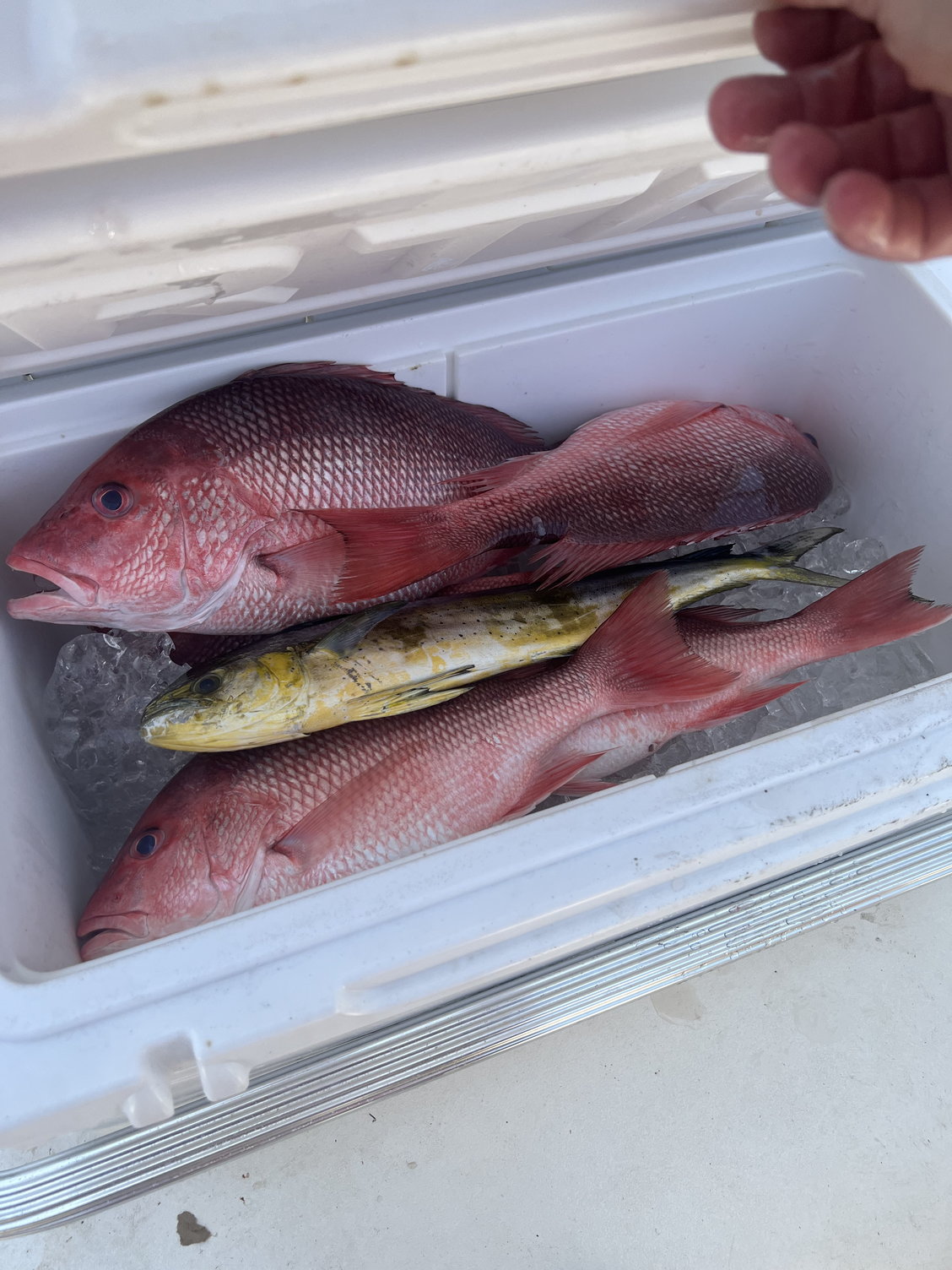 What Kind of Bait Do You Use to Catch SNAPPER in the Gulf of Mexico?