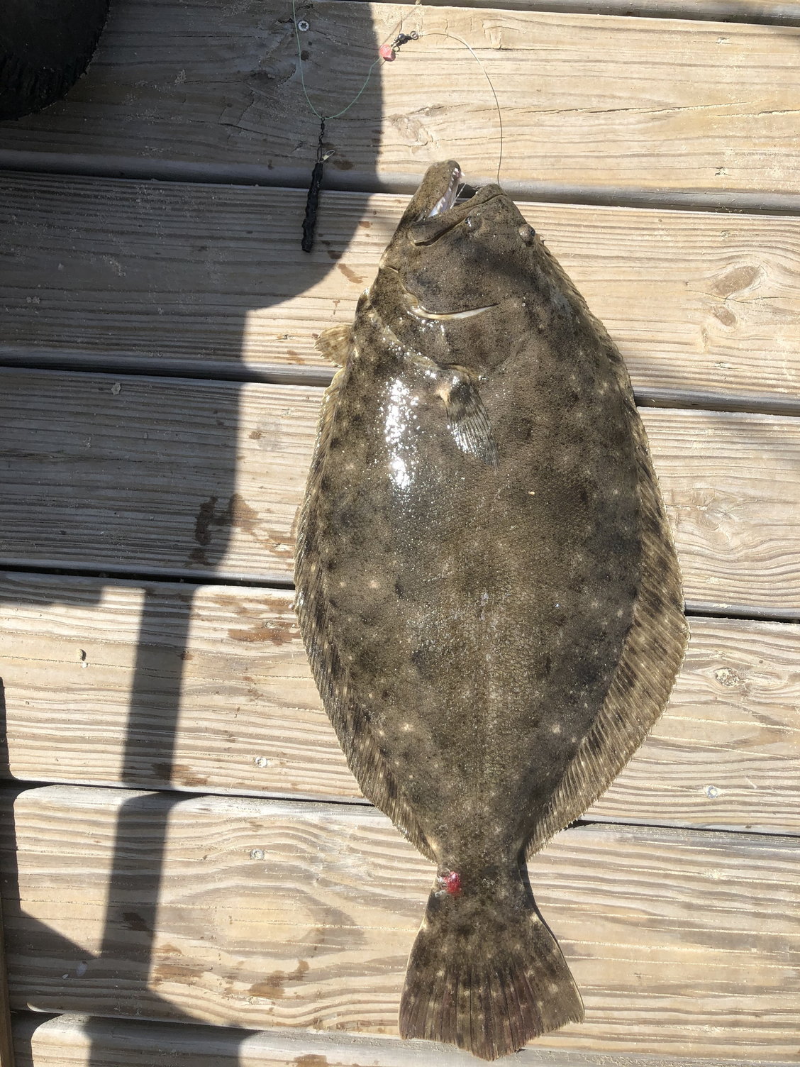 Flounder, summer and southern - The Hull Truth - Boating and