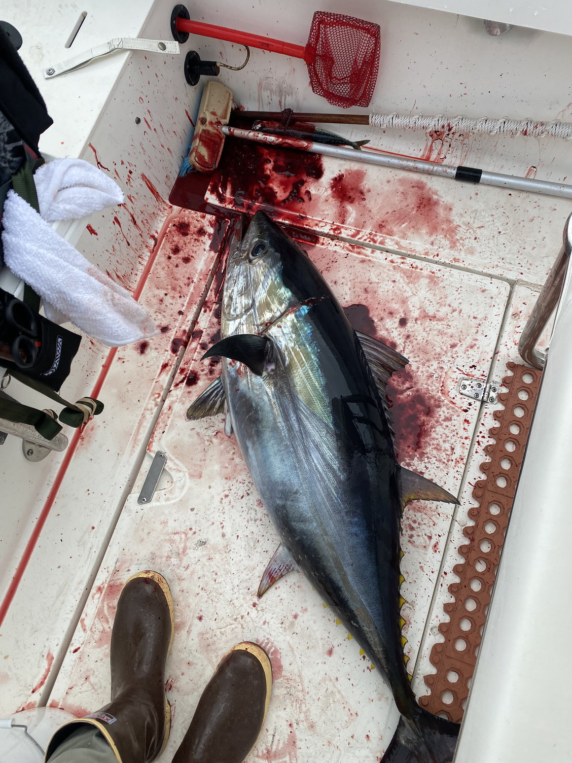Bluefin Tuna on 50 Penn - The Hull Truth - Boating and Fishing Forum