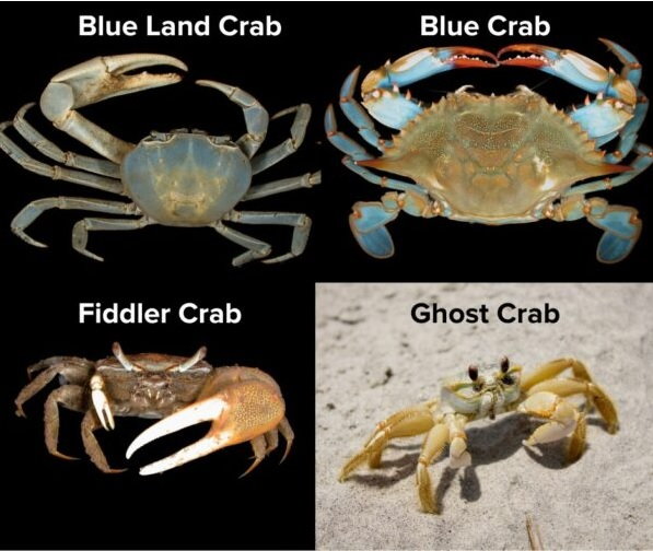 Blue Land Crabs- Report to DMF - The Hull Truth - Boating and Fishing Forum