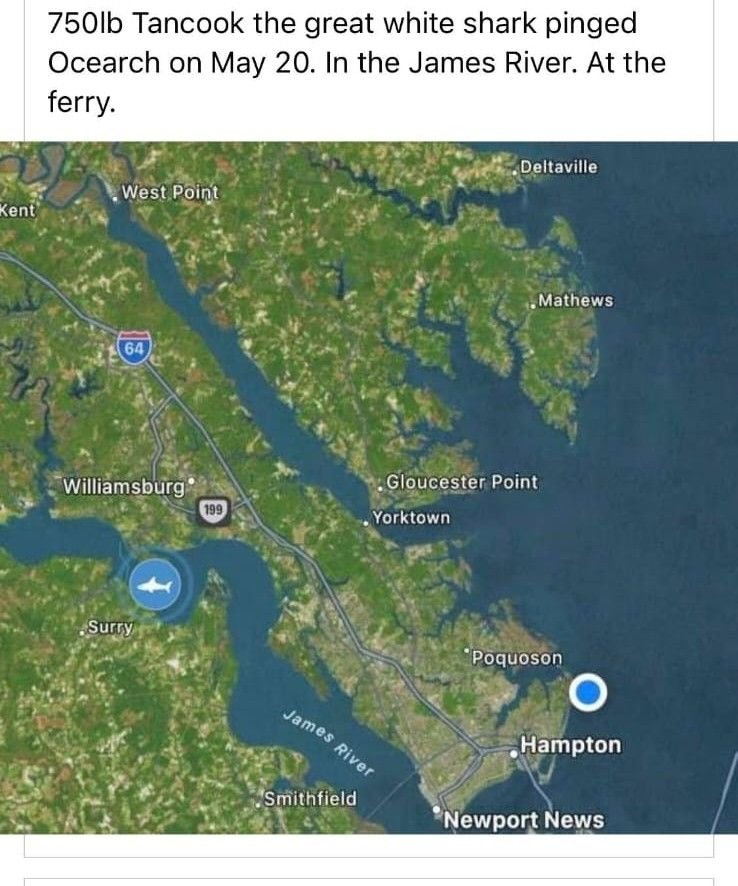 James River Fishing Map Great White In The James River - The Hull Truth - Boating And Fishing Forum
