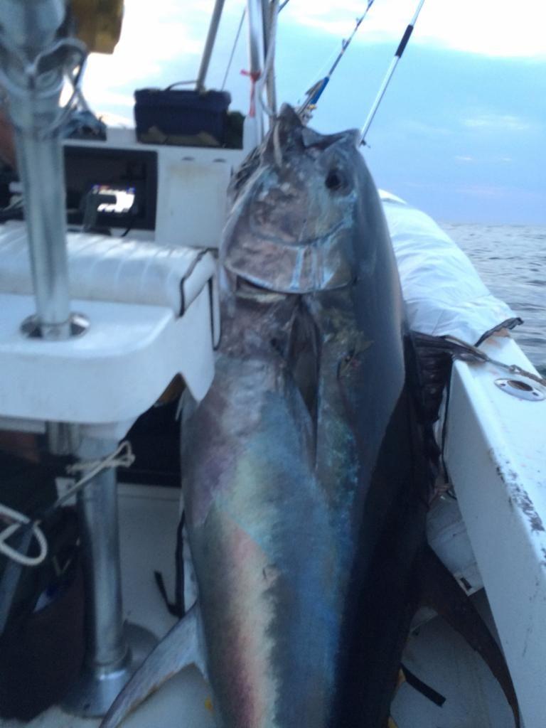 Video - 250KG Bluefin Tuna Stand Up! - The Hull Truth - Boating