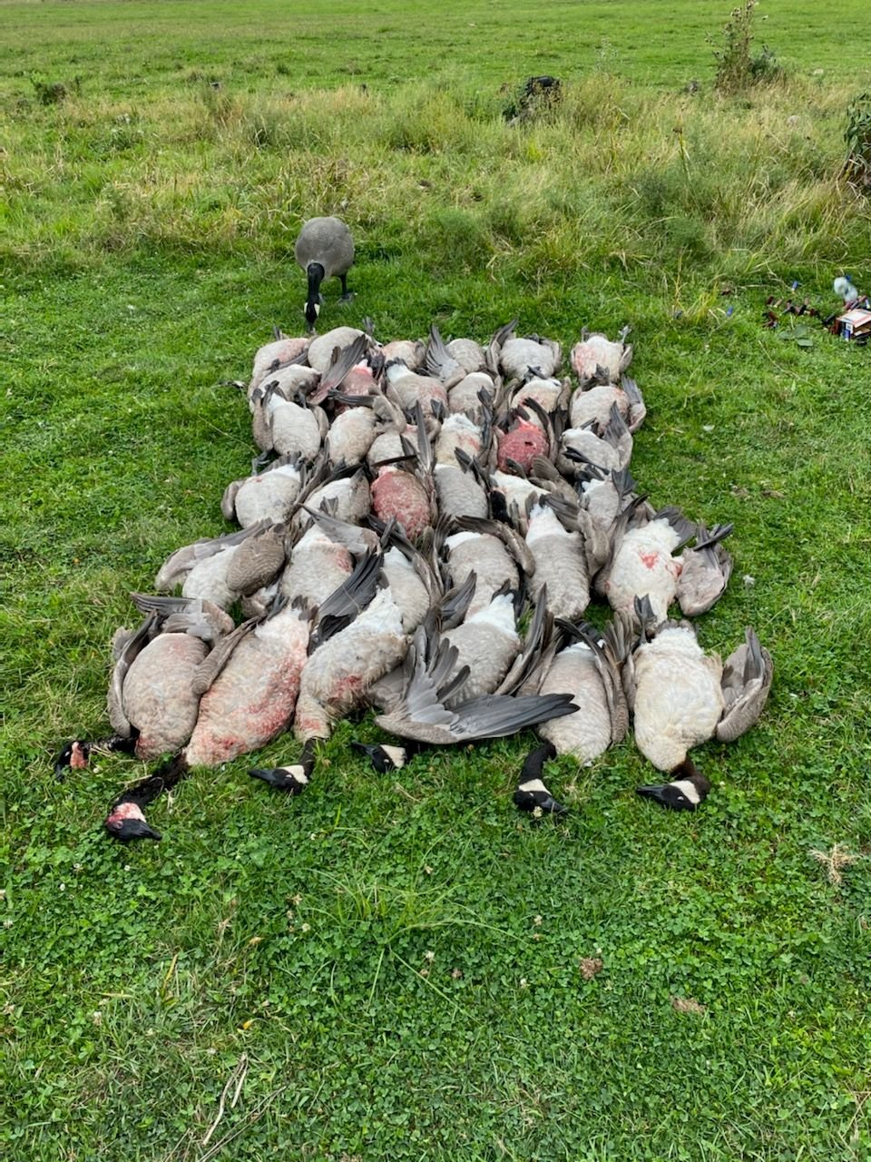 Resident goose season begins The Hull Truth Boating and Fishing Forum