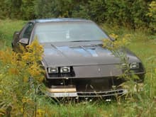 1984 Z28 H.O. Sept2012 016
Waiting in the weeds until it can get into the Quonset hut.
