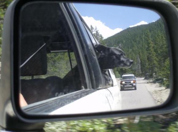 doglips