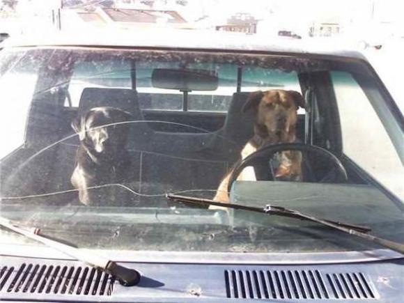 1985 SFA 22r/4x4/5sp.   Dogs