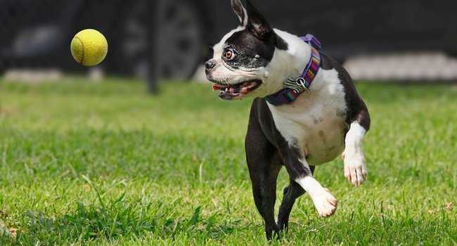 Camden Spring Creek - 144 Reviews | Spring, TX Apartments for Rent